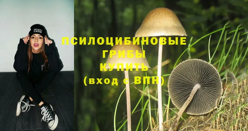 Псилоцибиновые грибы MAGIC MUSHROOMS  продажа наркотиков  Бирск 